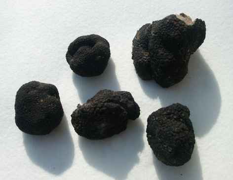 truffes.jpg